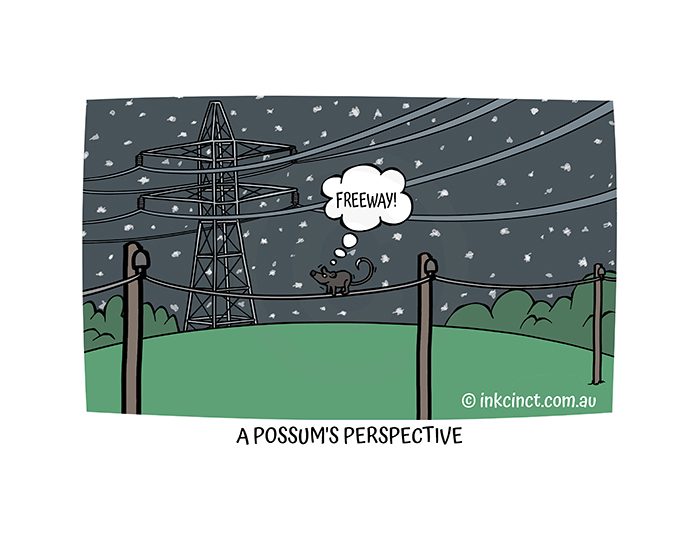 2021-435P Possum view of powerlines, AUSNET ELECTRICITY - MSC 26-Nov-21