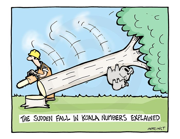 2009-648 Sudden fall in koala numbers 11th November