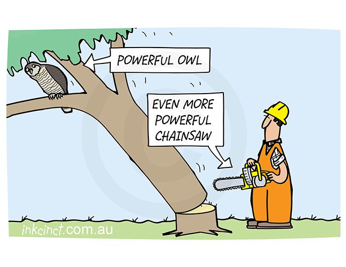 2021-062P Powerful owl, chainsaw forest - AUSTRALIA HALEY 15th February